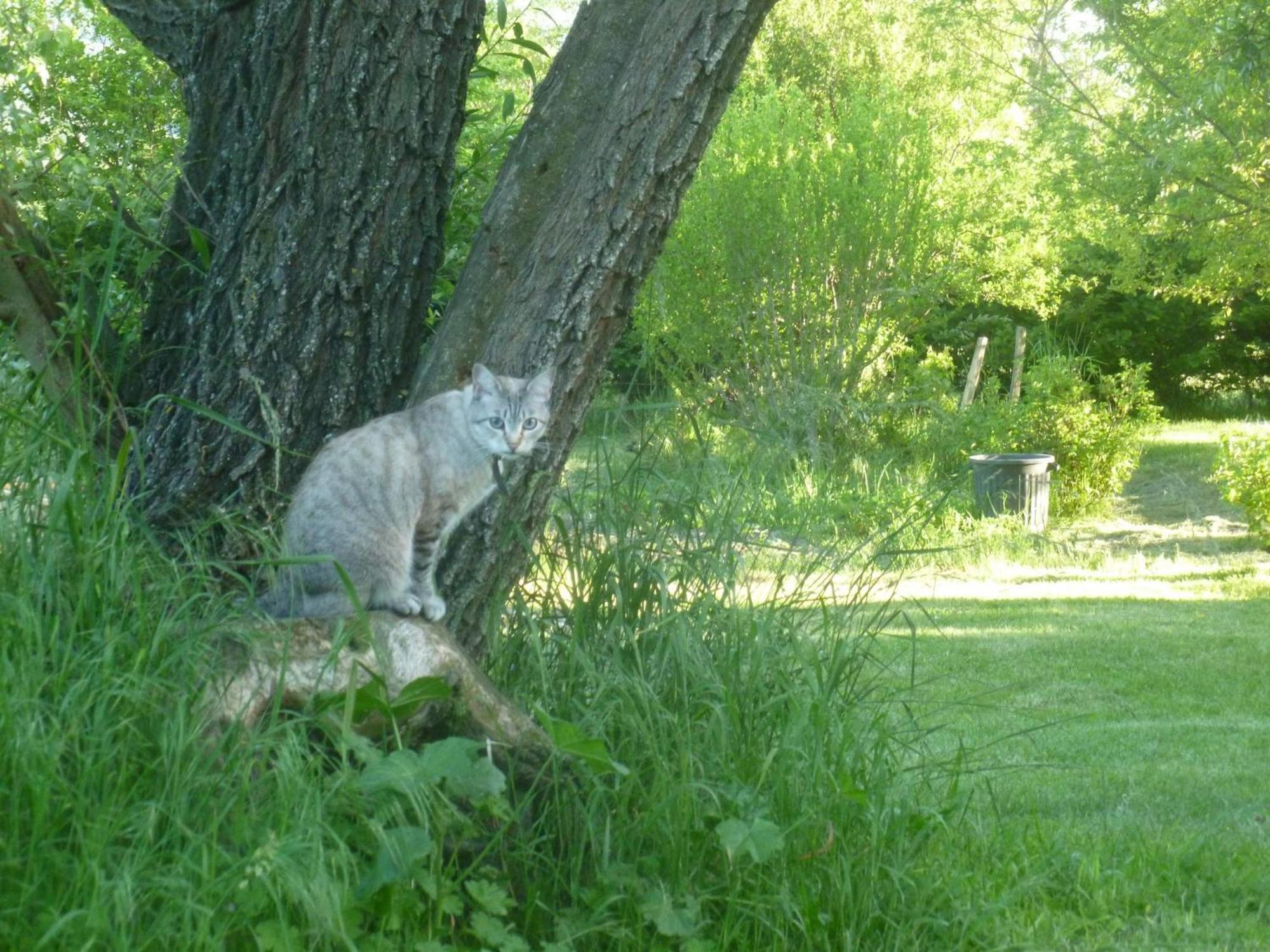 Saint-Étienne-les-Orgues Campagne De Pre Grand Bed & Breakfast エクステリア 写真